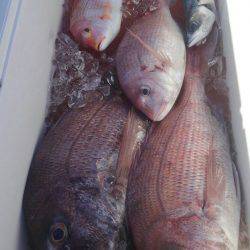 遊漁船 新鋭丸 釣果