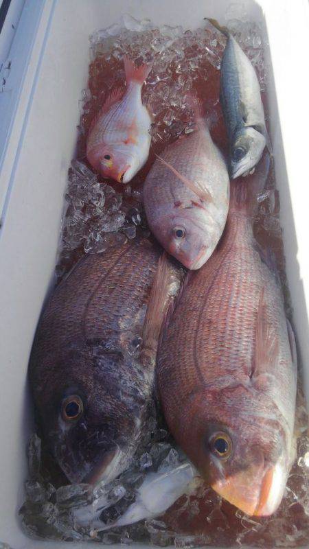 遊漁船 新鋭丸 釣果