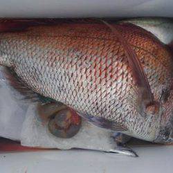 遊漁船 新鋭丸 釣果