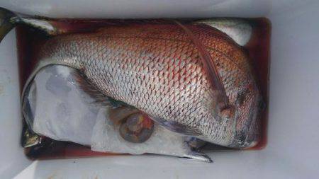 遊漁船 新鋭丸 釣果