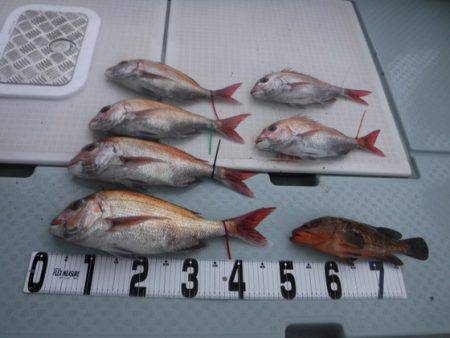 遊漁船 幸友丸 釣果