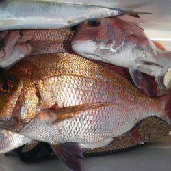 遊漁船 新鋭丸 釣果