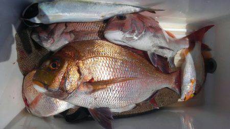 遊漁船 新鋭丸 釣果