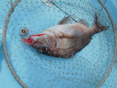 海晴丸 釣果