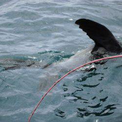 大進丸(新潟) 釣果