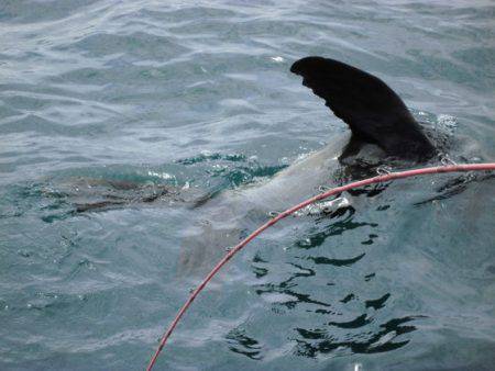 大進丸(新潟) 釣果