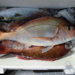 大進丸(新潟) 釣果