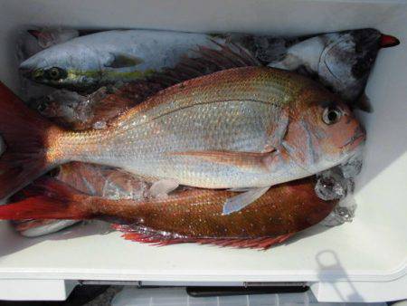 大進丸(新潟) 釣果