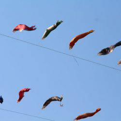 小菅トラウトガーデン 釣果