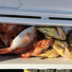 寿裕 （YOSHIHIRO） 釣果