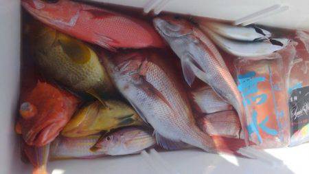 遊漁船 新鋭丸 釣果