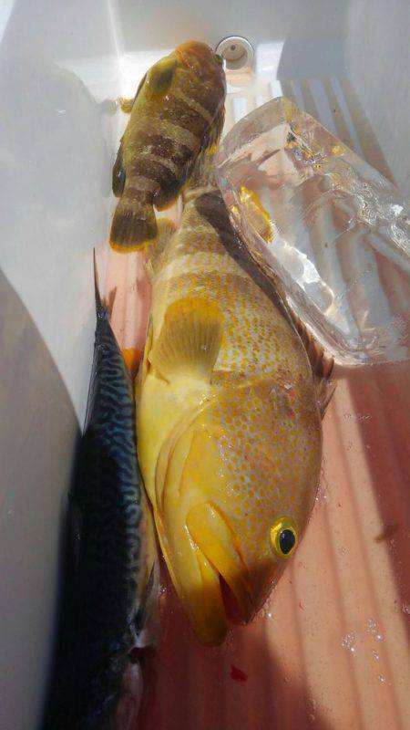 遊漁船 新鋭丸 釣果