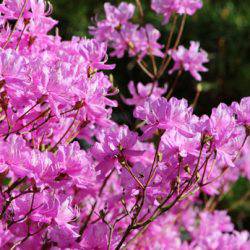 小菅トラウトガーデン 釣果