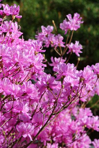 小菅トラウトガーデン 釣果