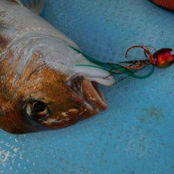 海晴丸 釣果