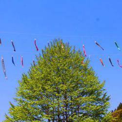 小菅トラウトガーデン 釣果