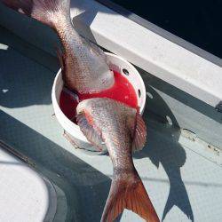 遊漁船ブルーウッズ 釣果