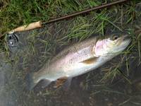 秩父フライフィールド 釣果
