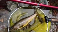 秩父フライフィールド 釣果