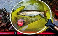 秩父フライフィールド 釣果