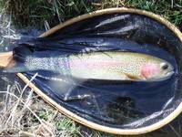 秩父フライフィールド 釣果