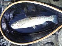 秩父フライフィールド 釣果