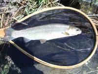 秩父フライフィールド 釣果