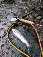 秩父フライフィールド 釣果