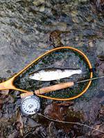 秩父フライフィールド 釣果