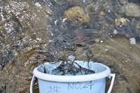 秩父フライフィールド 釣果