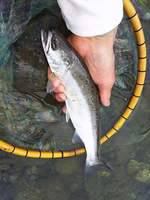 秩父フライフィールド 釣果