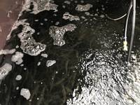 秩父フライフィールド 釣果