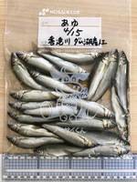 秩父フライフィールド 釣果