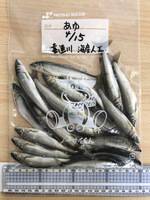 秩父フライフィールド 釣果