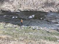 秩父フライフィールド 釣果