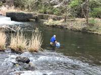 秩父フライフィールド 釣果