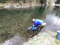 秩父フライフィールド 釣果