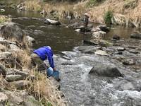 秩父フライフィールド 釣果