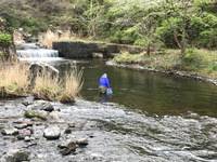秩父フライフィールド 釣果