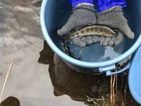 秩父フライフィールド 釣果