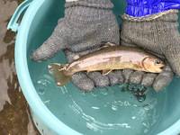 秩父フライフィールド 釣果