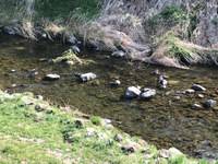 秩父フライフィールド 釣果