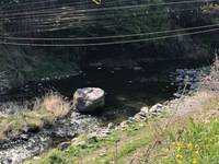 秩父フライフィールド 釣果