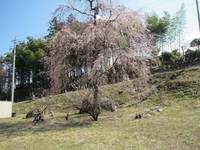 秩父フライフィールド 釣果