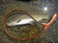 秩父フライフィールド 釣果