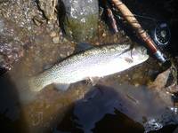 秩父フライフィールド 釣果