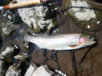 秩父フライフィールド 釣果