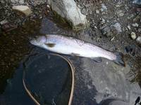 秩父フライフィールド 釣果