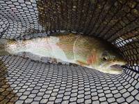 秩父フライフィールド 釣果