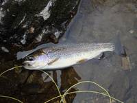 秩父フライフィールド 釣果